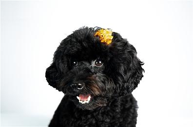 《黑神话：悟空》预告站藏猛料 明日或有大消息 